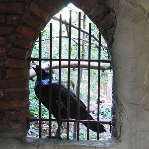 Common raven (Corvus corax corax) by viewing bars (Sep 2nd, 2018)