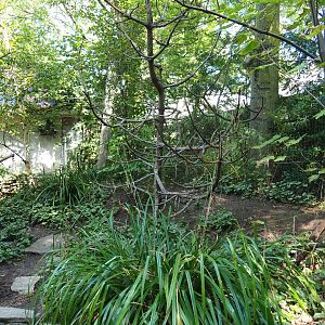 European owl - Ring-necked pheasant aviary (Sep 2nd, 2018)