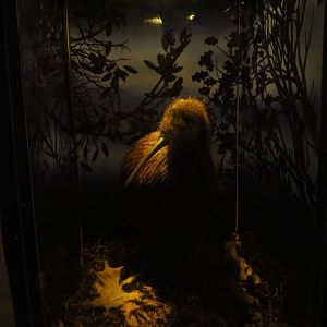 Stuffed North Island brown kiwi (Apteryx mantelli) display (Sep 2nd, 2018)