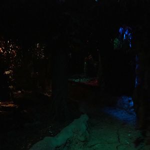 View in the Night Safari (Sep 2nd, 2018)