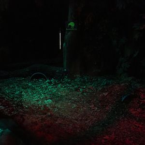 North Island brown kiwi exhibit in the Night Safari (Sep 2nd, 2018)