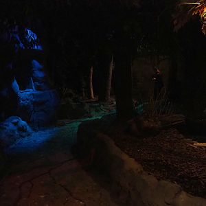 View in the Night Safari (Sep 2nd, 2018)