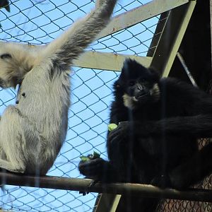 Buff-cheeked Gibbons