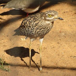 Spotted Thick-knee