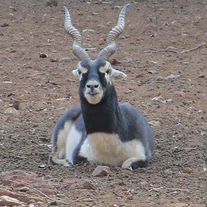 Blackbuck