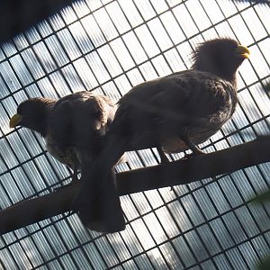 Western grey plantain-eaters (Crinifer piscator), Sep 2nd, 2018