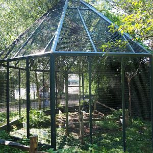 Aviary Western cattle egret (Sep 2nd, 2018)