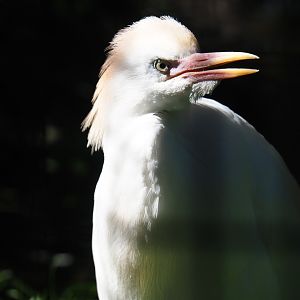 Western cattle egret (Bubulcus ibis ibis), Sep 2nd, 2018