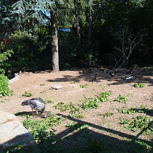 Waterfowl exhibit (Sep 2nd, 2018)