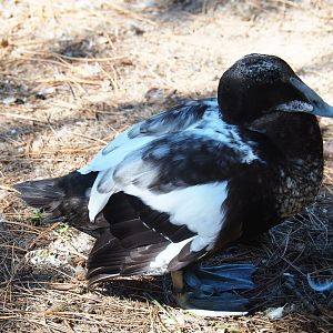 Male common eider (Somateria mollisima mollisima) in eclipse plumage (Sep 2nd, 2018)