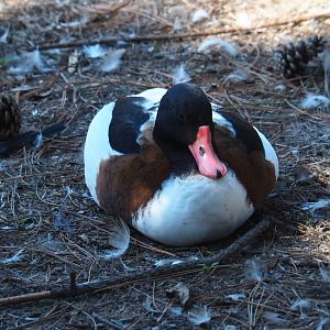 Common shelduck (Tadorna tadorna), Sep 2nd, 2018