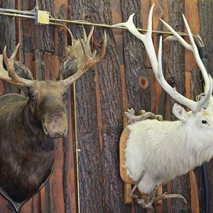 Deer Mounts