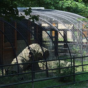 Silver Fox Enclosure