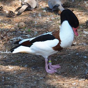 Common shelduck (Tadorna tadorna)