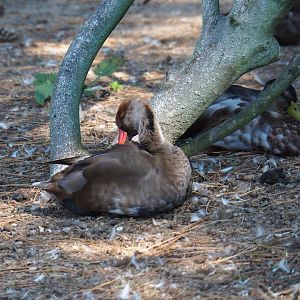 Male red-crested pochard (Netta rufina) in eclipse plumage (Sep 2nd, 2018)