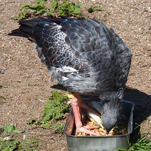 Crested screamer (Chauna torquata) feeding from tray (Sep 2nd, 2018)