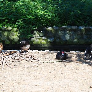 Rosy-billed pochards (Netta peposaca), Sep 2nd, 2018