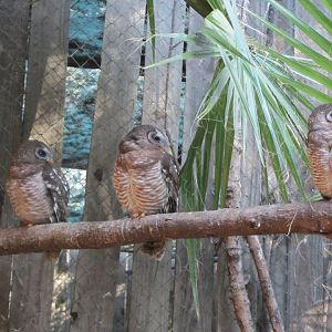 African Wood Owls