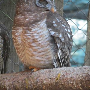 African Wood Owl