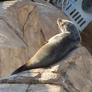 Cape Fur Seal