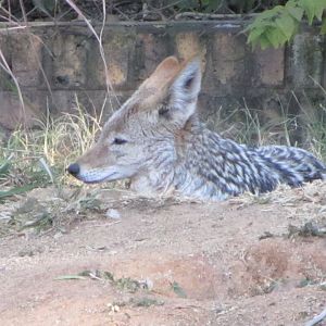 Black-backed Jackal