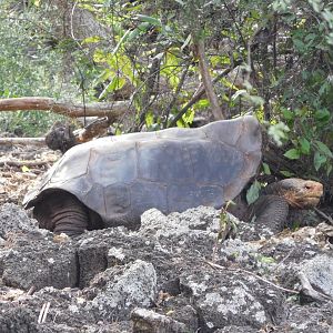 Española giant tortoise