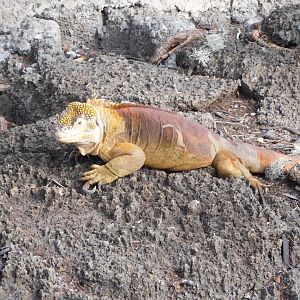 Galápagos land iguana