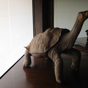 Pinta giant tortoise