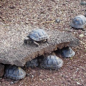 Young Santiago giant tortoises