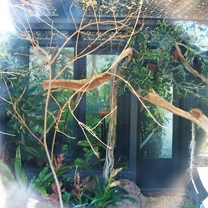 Blue tanager exhibit (Sep 2nd, 2018)