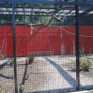 Galah - Kookaburra - Eclectus parrot aviary (Sep 2nd, 2018)