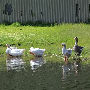 Domestic Greylag Geese