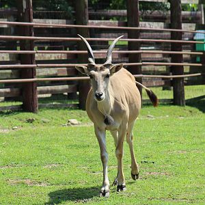 Common Eland
