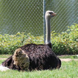 Ostrich