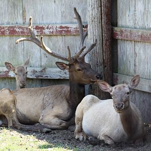 Elk