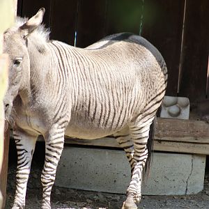 Zonkey
