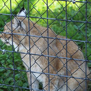 Siberian Lynx