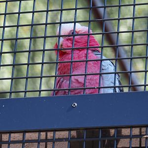 Galah (Eolophus roseicapilla), Sep 2nd, 2018