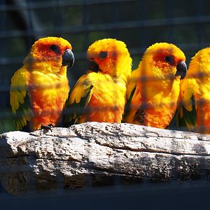 Sun conures (Aratinga solstitialis), Sep 2nd, 2018
