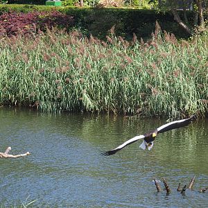 Flight show Steller's sea eagle (Haliaeetus pelagicus), Seo 2nd, 2018