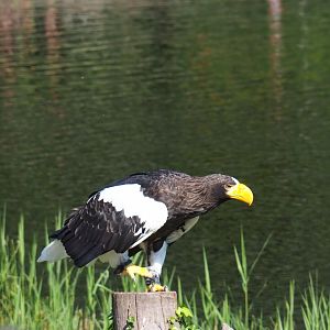 Flight show Steller's sea eagle (Haliaeetus pelagicus), Seo 2nd, 2018