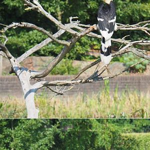 Flight show great hornbill (Buceros bicornis), Sep 2nd, 2018