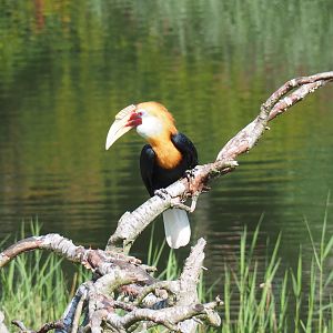 Flight show Papuan hornbill (Rhyticeros plicatus), Sep 2nd, 2018