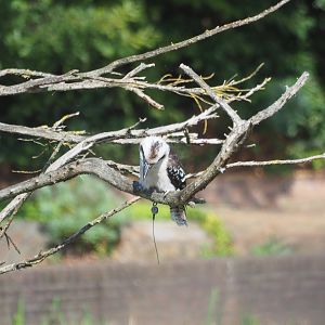 Flight show laughing kookaburra (Dacelo novaeguineae), Sep 2nd, 2018