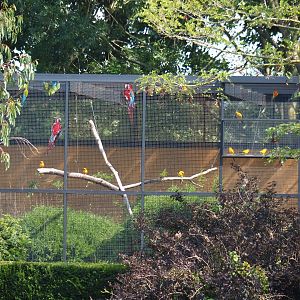 Macaws and sun conures eagerly awaiting their show flight (Sep 2nd, 2018)