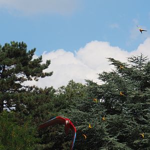 Flight show flying macaws and sun conures (Sep 2nd, 2018)