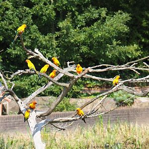 Flight show sun conures (Aratinga solstitialis), Sep 2nd, 2018