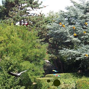 Flight show macaws, sun conures and crowned crane flying (Sep 2nd, 2018)