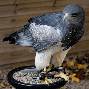BLACK CHESTED OR CHILEAN BLUE BUZZARD EAGLE