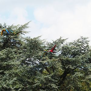 Flight of the macaws (Sep 2nd, 2018)